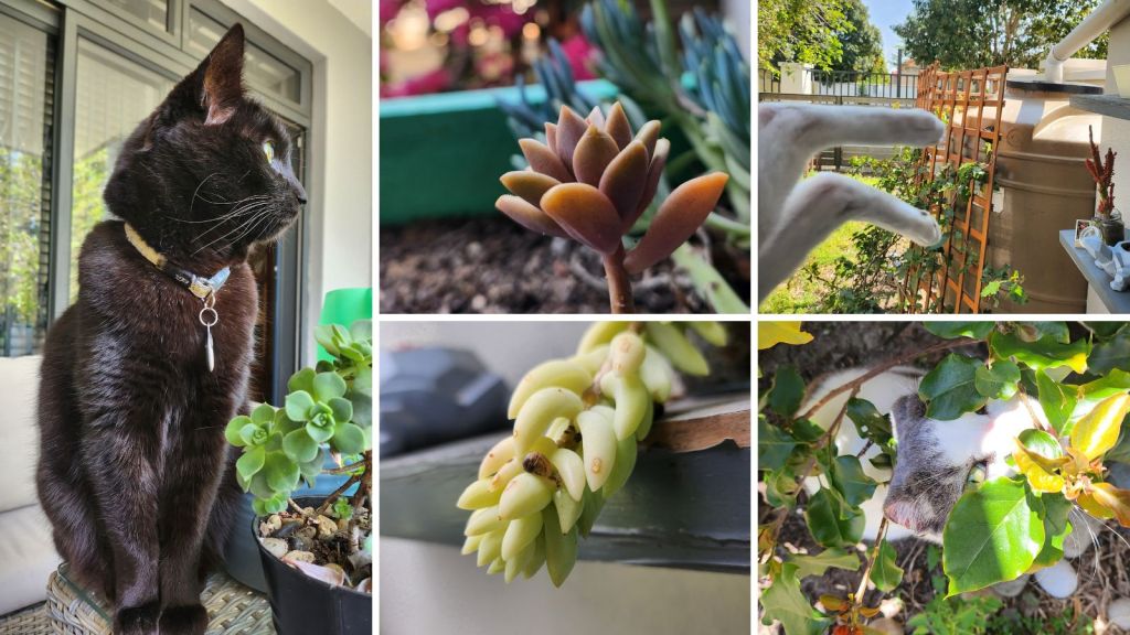 samsung galaxy z flip 4 camera pictures