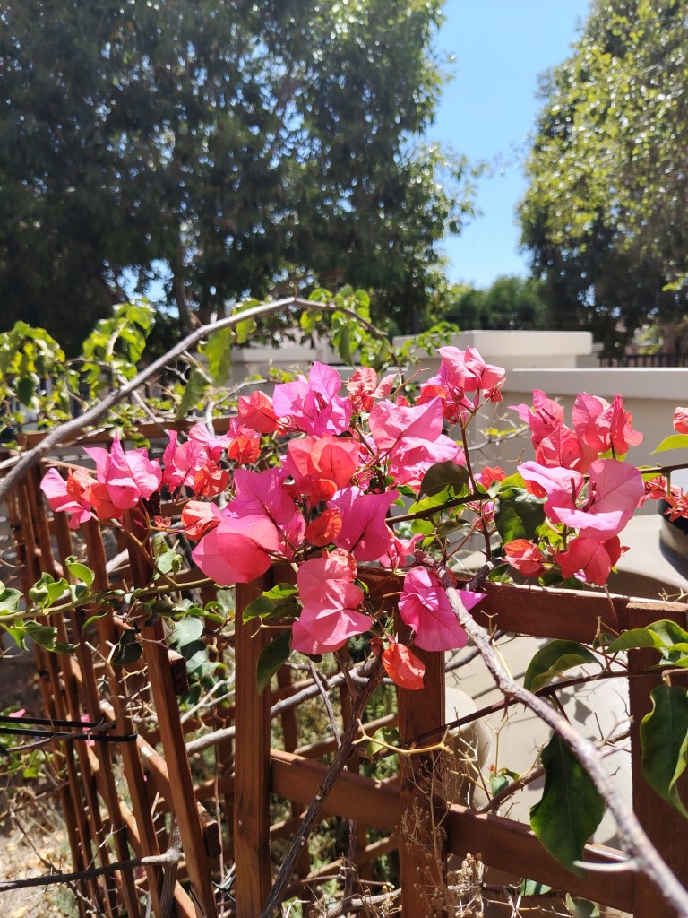 pink flowers from a bougainvillea plant against a brown trellis